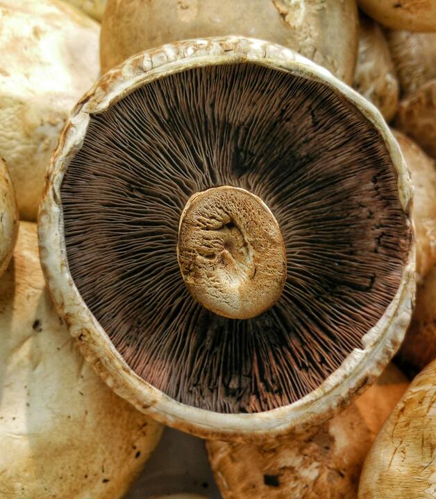 Pilze richtig würzen