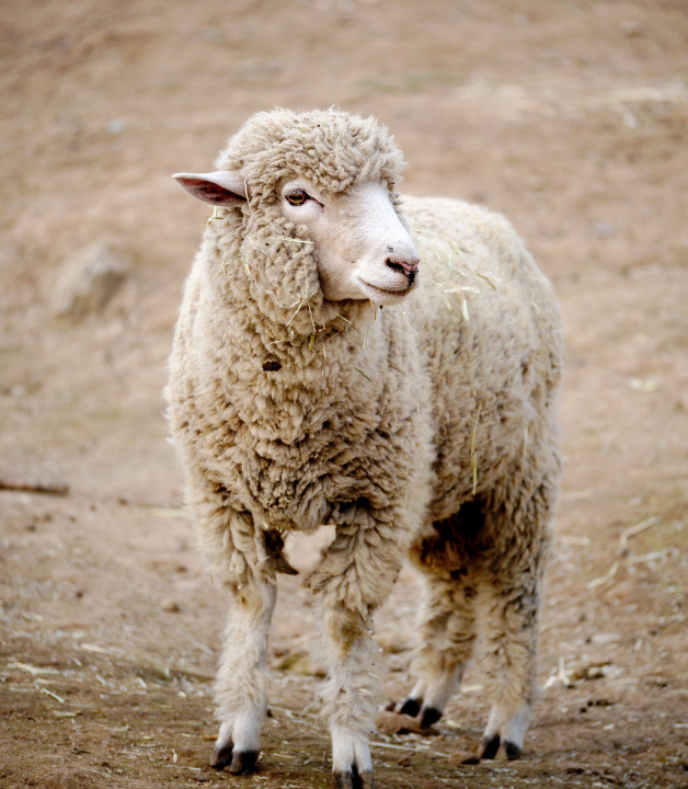 Welches Fleisch für Gulasch?