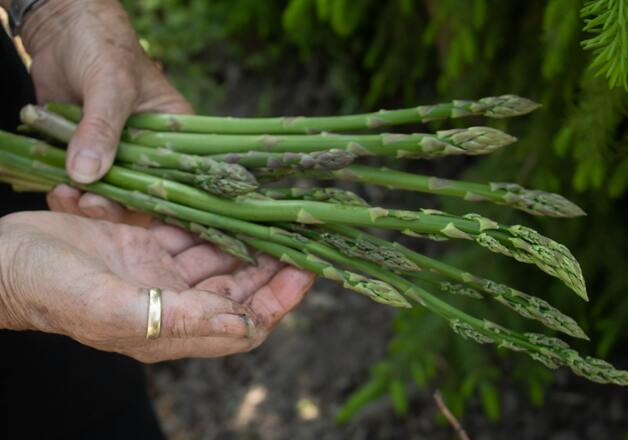 Grüner Spargel