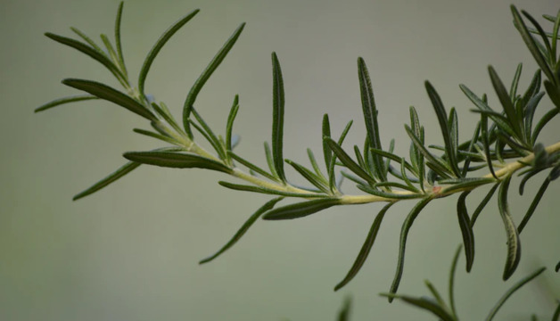 Hochwertiger Rosmarin