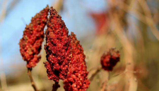 Sumachfrucht des Färberbaums