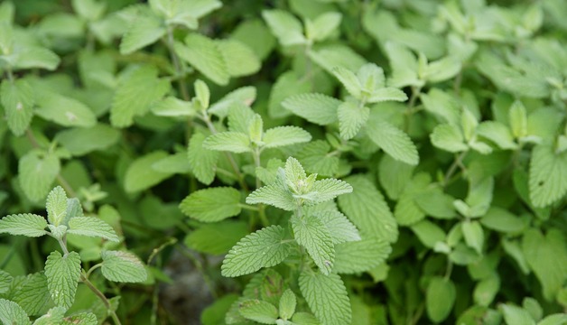 Pfefferminze Kräutertee kaufen