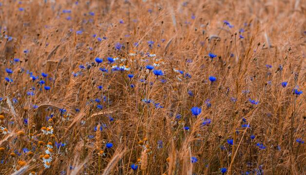 Frühlingsgefühle Tee kaufen