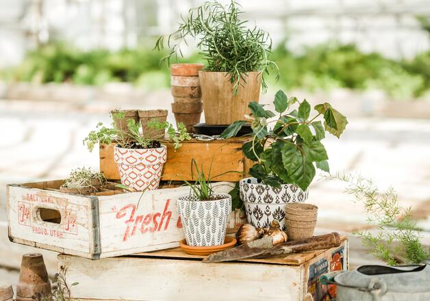 Kräutermischungen zum Kochen