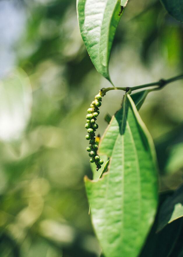 Pfefferbaum mit unreifen Körnern