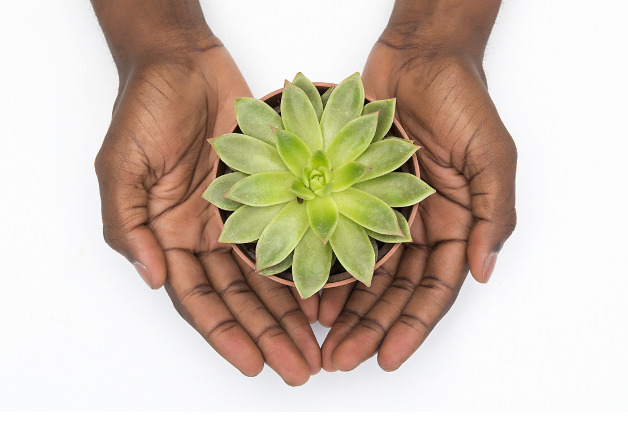 Mini Sukkulente als Gastgeschenk