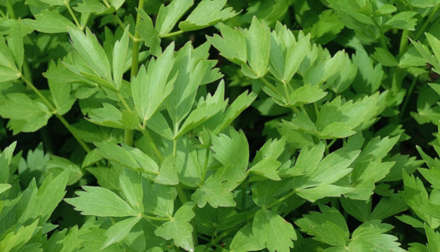 Liebstöckel zu Linsen