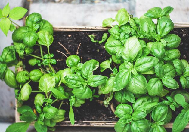 Küchenkraut Basilikum