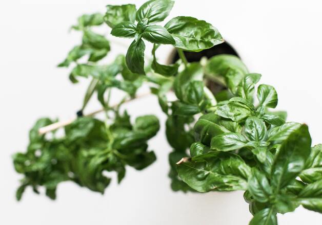 Mediterrane Kräuter