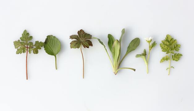 Kräuter für Detox Kur