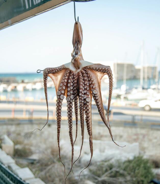 Oktopus - eine Spezialität der griechischen Küche