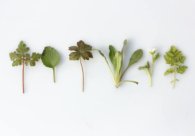 Kräuter online bestellen