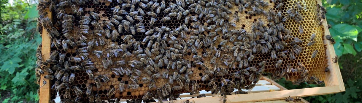 Bienenvolk für den Artenschutz