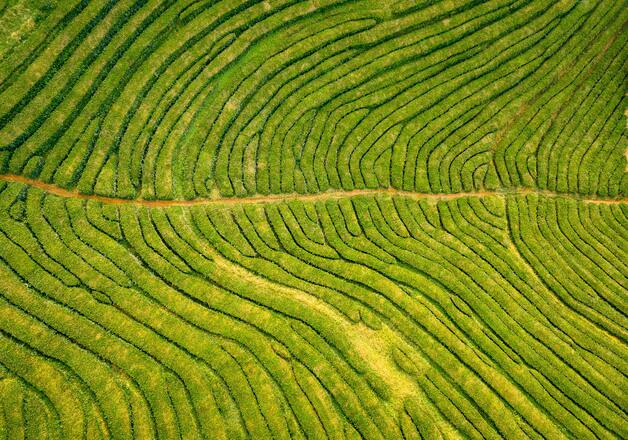 Teeplantage aus der Luft