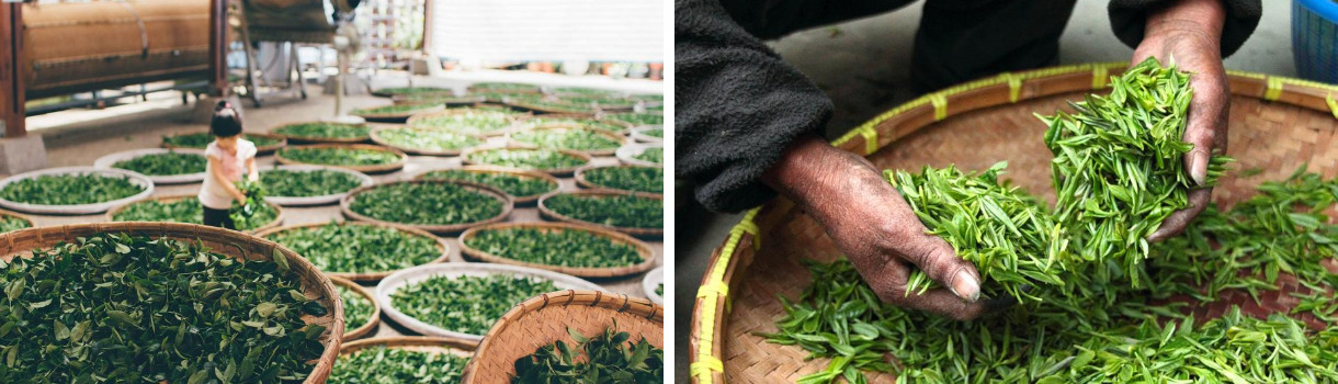 Wie wird Tee hergestellt?