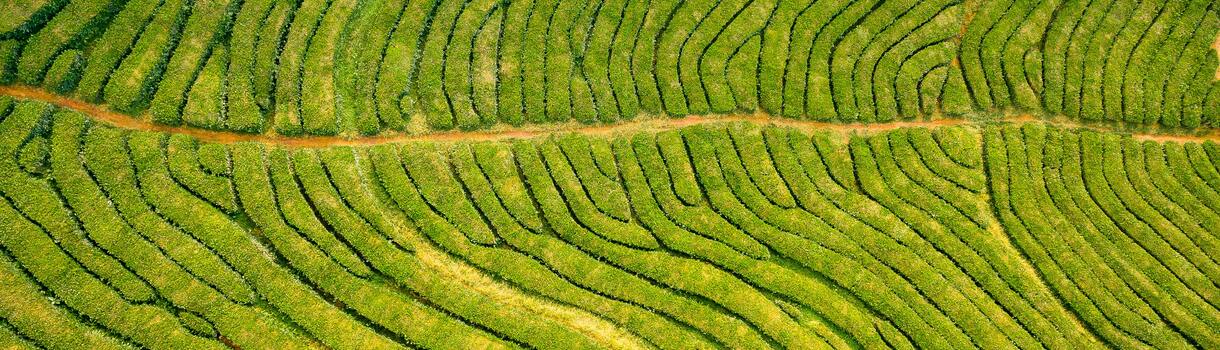 Woher kommt der Tee?