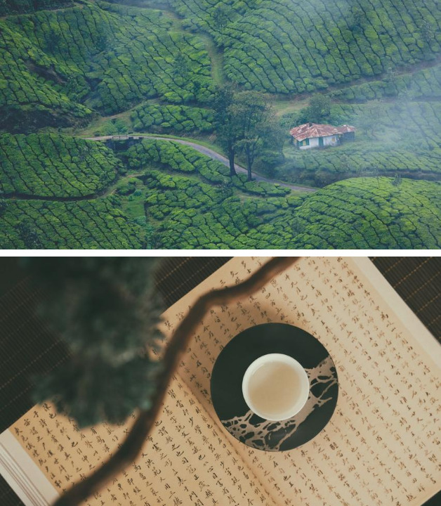 Teeanbaugebiet China