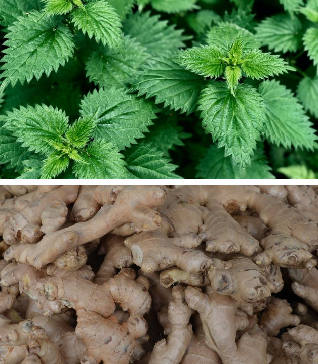 Detox Pflanzen Wirkung