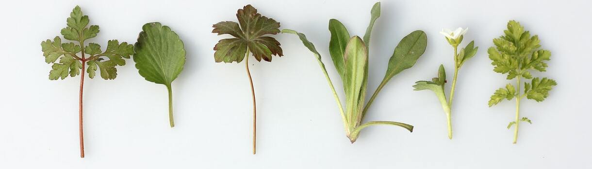 Detox-Tees für Detox Kur