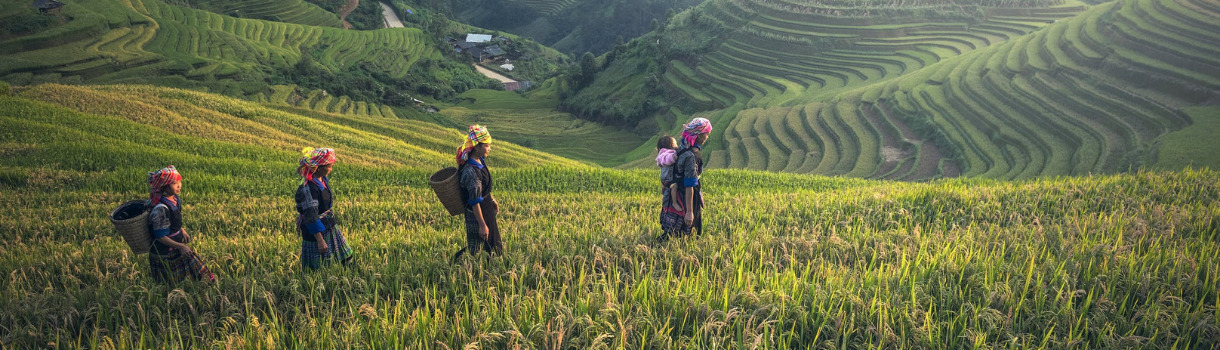 Frauen auf Teefeldern